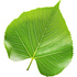 Linden tree leaf